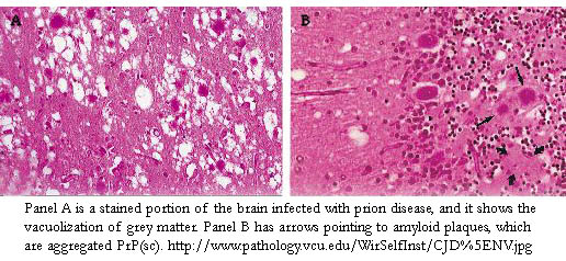 Cellular pathogenesis